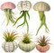 Sea Urchin Air Plant Holders 6 Pack Varieties of Sea Urchins Shells Kit for Hanging (Plant NOT Included)